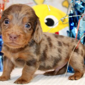 Dachshund Puppy Isaac