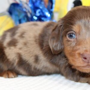 Dachshund Puppy Isaac