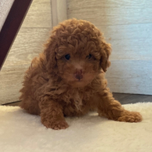Aussiedoodle Puppy Danny Ray