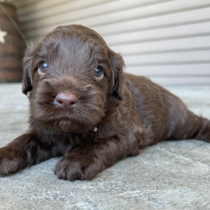Cockapoo Puppy Mabel