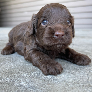 Cockapoo Puppy Mabel