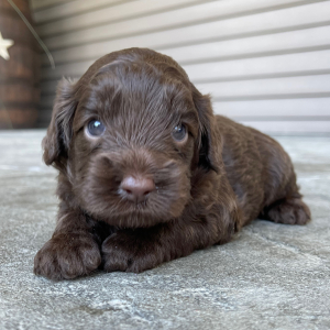 Cockapoo Puppy Mabel