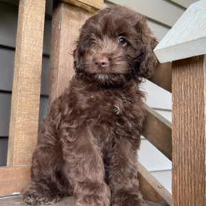 Cockapoo Puppy Mabel