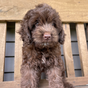 Cockapoo Puppy Mabel