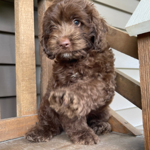 Cockapoo Puppy Mabel