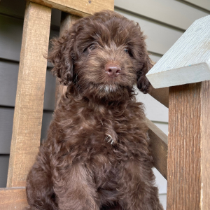 Cockapoo Puppy Mabel