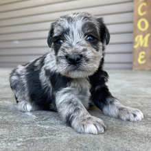 Miniature Schnauzer Puppy Georgia