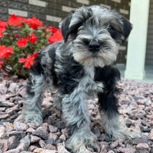 Miniature Schnauzer Puppy Georgia