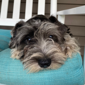 Miniature Schnauzer Puppy Georgia