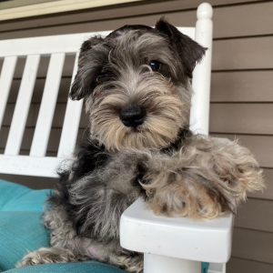 Miniature Schnauzer Puppy Georgia
