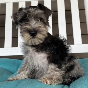 Miniature Schnauzer Puppy Georgia
