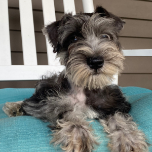 Miniature Schnauzer Puppy Georgia