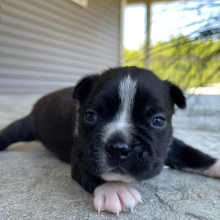 Boston Terrier Puppy Kyler