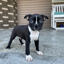 Boston Terrier Puppy Kyler