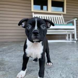 Boston Terrier Puppy Kyler
