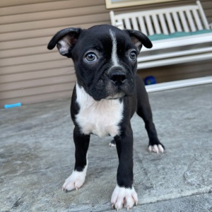 Boston Terrier Puppy Kyler