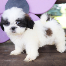 Shih Tzu Puppy Rachel