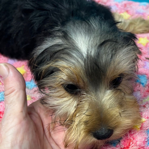 Yorkshire Terrier Puppy Evie