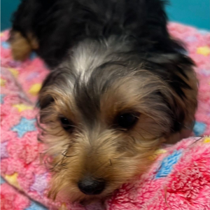 Yorkshire Terrier Puppy Evie