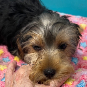 Yorkshire Terrier Puppy Evie