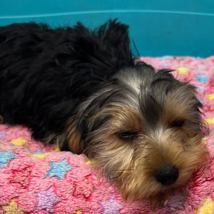 Yorkshire Terrier Puppy Evie
