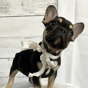 French Bulldog Puppy Zak