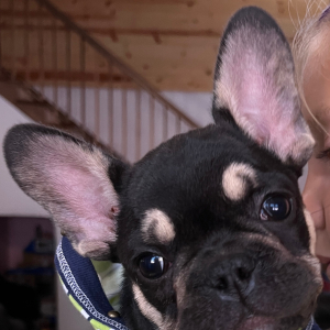 French Bulldog Puppy Zak