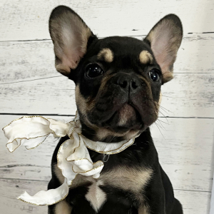 French Bulldog Puppy Zak