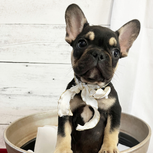 French Bulldog Puppy Zak