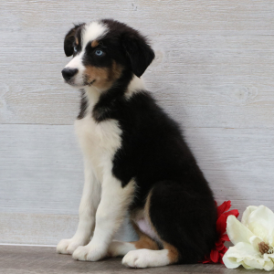 Australian Shepherd Puppy Ray