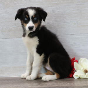 Australian Shepherd Puppy Ray