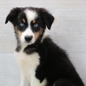Australian Shepherd Puppy Ray