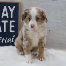 Australian Shepherd Puppy Romeo