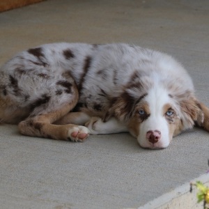Australian Shepherd Puppy Romeo