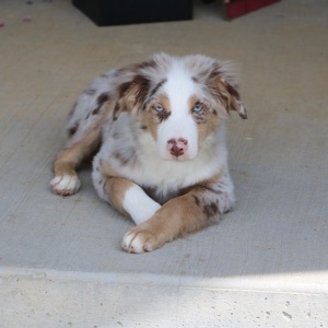 Australian Shepherd Puppy Romeo