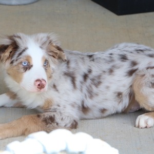 Australian Shepherd Puppy Romeo