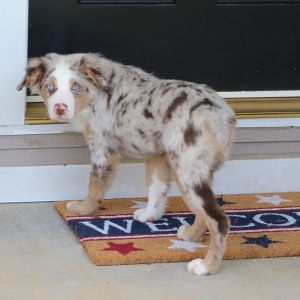 Australian Shepherd Puppy Romeo