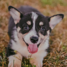Pembroke Welsh Corgi Puppy Toots