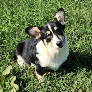 Pembroke Welsh Corgi Puppy Toots