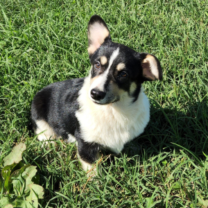 Pembroke Welsh Corgi Puppy Toots