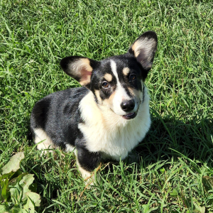 Pembroke Welsh Corgi Puppy Toots