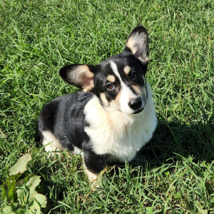 Pembroke Welsh Corgi Puppy Toots