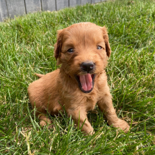 Goldendoodle Puppy Molly