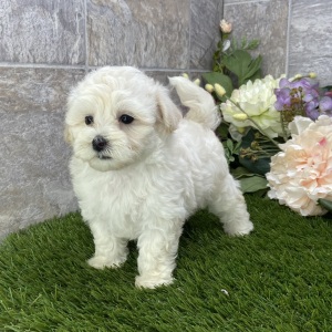 Maltipoo Puppy Kara