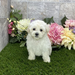 Maltipoo Puppy Kara