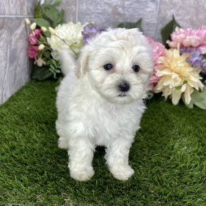 Maltipoo Puppy Kara