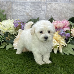 Maltipoo Puppy Kara