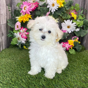 Maltipoo Puppy Kara