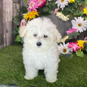 Maltipoo Puppy Kara