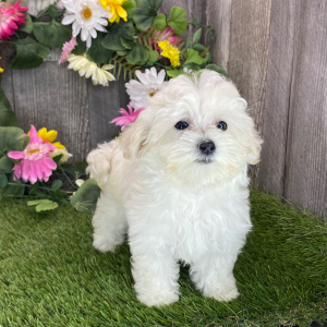 Maltipoo Puppy Kara